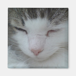 Magnet - Maine-Waschbär-Katzen-Bild 2