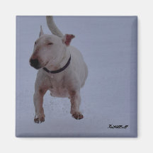 Magnet mit Bullenterre im Schnee