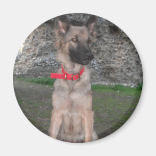 Magnet mit deutschem Schäferhund