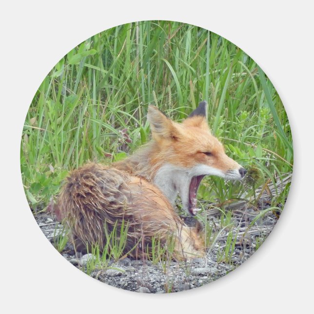 Magnet mit Fuchs (Vorne)