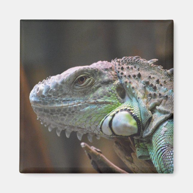 Magnet mit Kopf der farbenfrohen Iguana-Eidechse (Vorne)