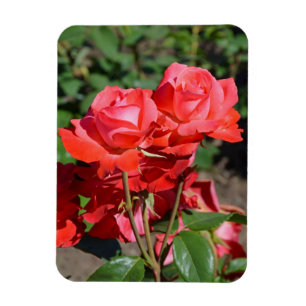 Magnet mit rosa Rosen Druck
