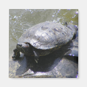 Magnet mit Schildkröte