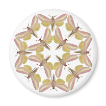 Magnet mit schönen Falkenmotten