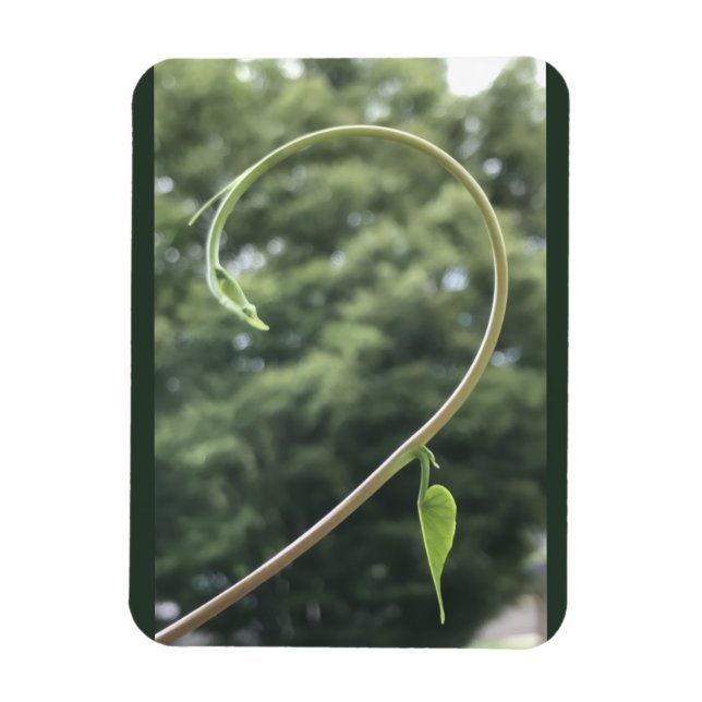 Magnet mit Trichterwindenranke und -blatt (Vertikal)
