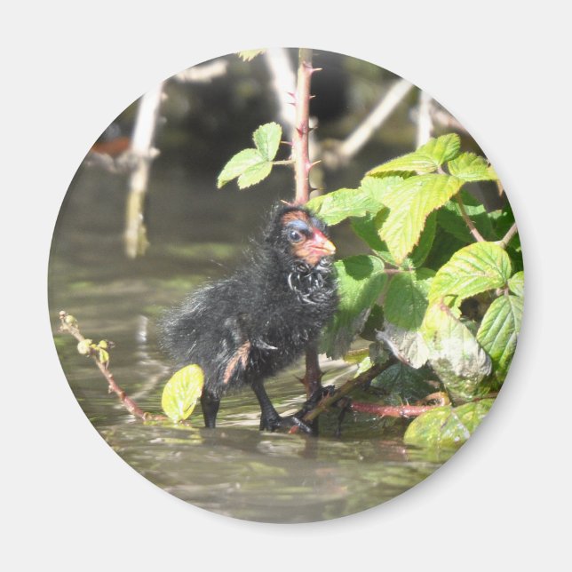 Magnet: Moorhen Chick Magnet (Vorne)