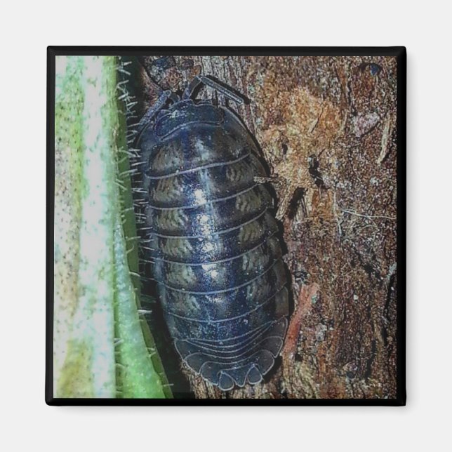 Magnet - Pillbug (Foto) (Vorne)