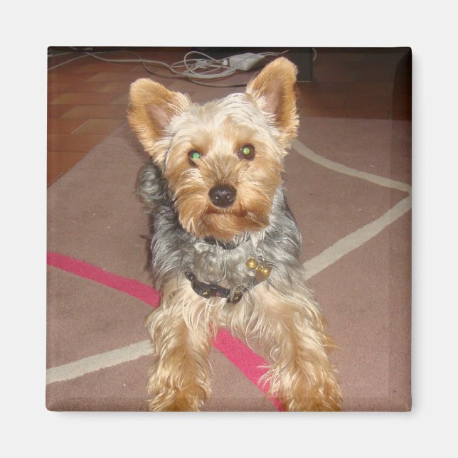 Magnet "Pop Art" Hund (Vorne)