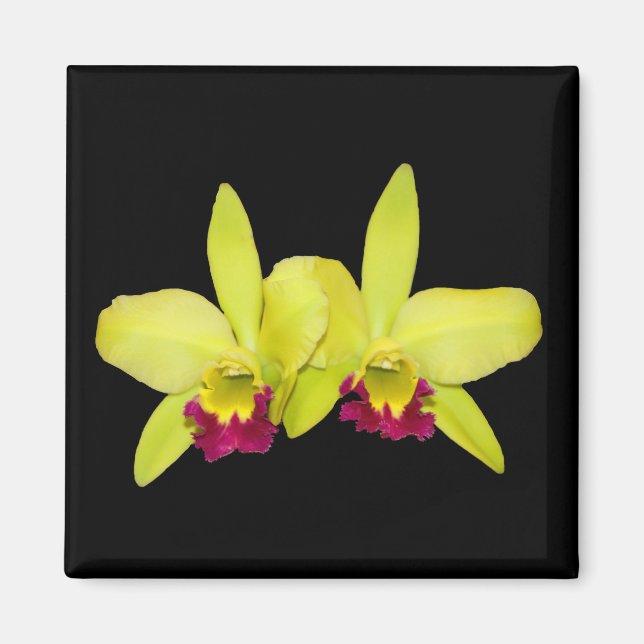 Magnet, Quadrat, 2 gelb-grüne Katzen Magnet (Vorne)