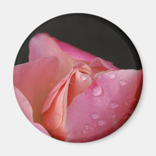 Magnet - Rosa Bud
