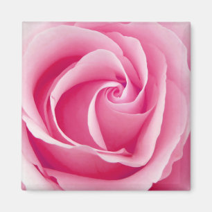 Magnet rosa Damen-Rose - Quadrat