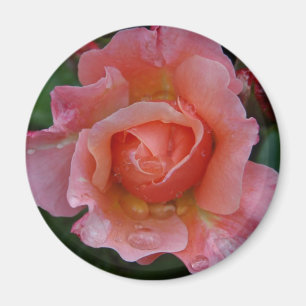Magnet - rosa Rose