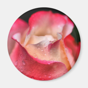 Magnet - Rosen-Blüte mit Wassertropfen