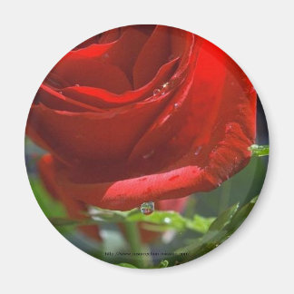 Magnet-Rote Rose mit Wasserstar Magnet