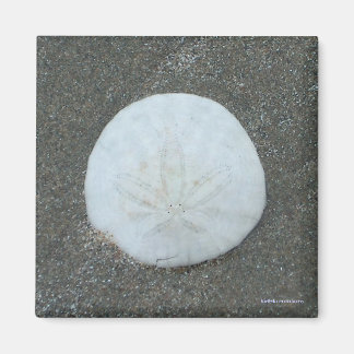 Magnet - Sand-Dollar