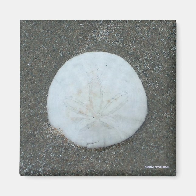 Magnet - Sand-Dollar (Vorne)