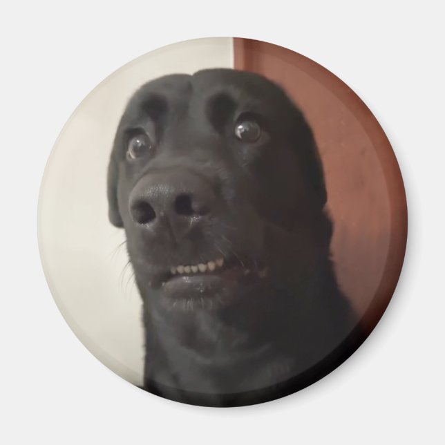 Magnet Scared Dog Meme (Vorne)