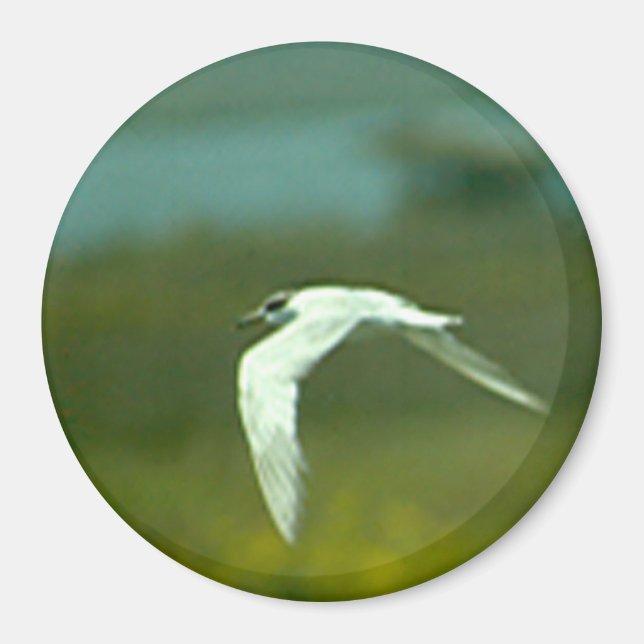Magnet - Seeschwalbe im Flug (Vorne)