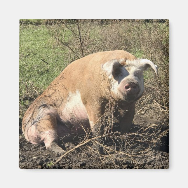 Magnet - Sheila my Big Fat Pig (Vorne)