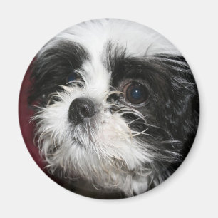 Magnet Shih Tzu