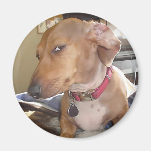 Magnet Side Eye Dog Meme