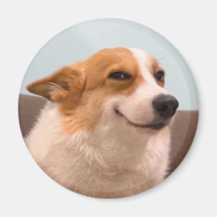 Magnet Smiling Corgi Meme