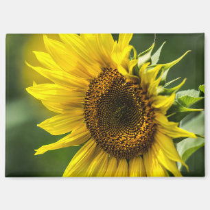 Magnet - Sonnenbeschienene Sonnenblume