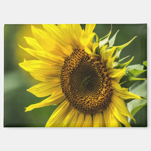 Magnet - Sonnenbeschienene Sonnenblume (Vorderseite)