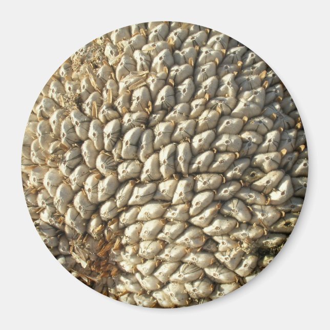 Magnet - Sonnenblumengeometrie (Vorne)