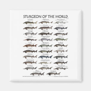 MAGNET - STURGEON OF THE WORLD POSTER
