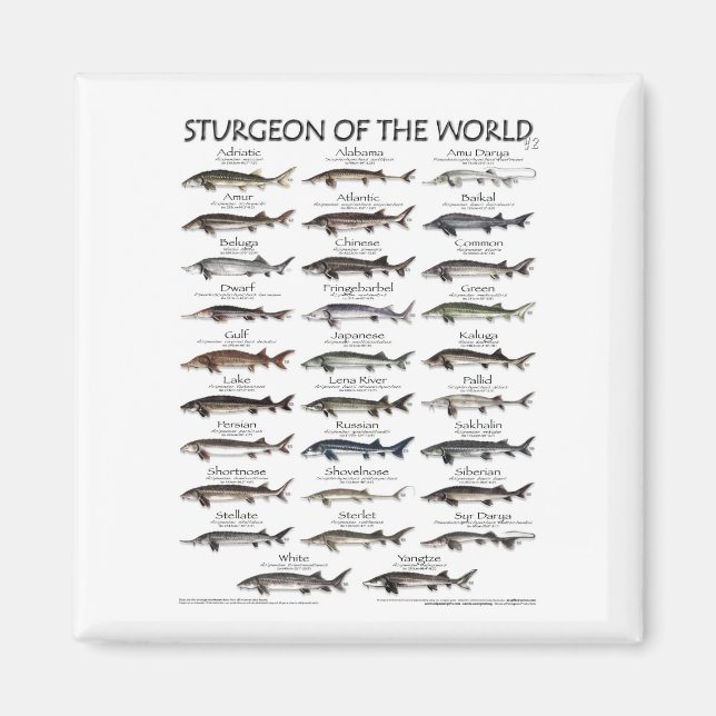 MAGNET - STURGEON OF THE WORLD POSTER (Vorne)