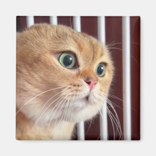 Magnet Talking Cats Meme