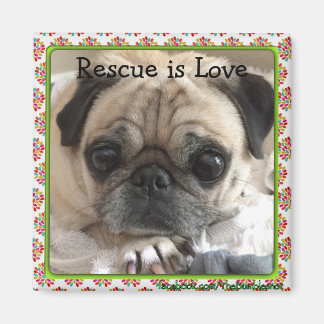 Magnet/The Itsy Mops: Rettung ist Liebe Magnet