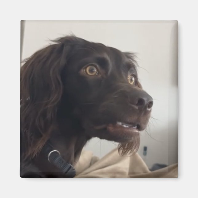 Magnet Verwirrte Dog Meme (Vorne)