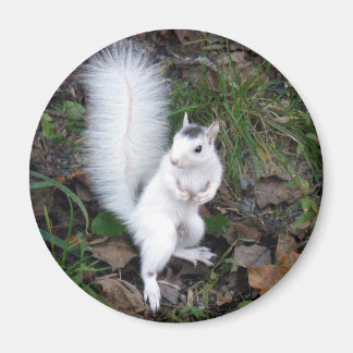 Magnet - Weißes Eichhörnchen