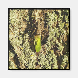 Magnet - Weißkopfmeißel