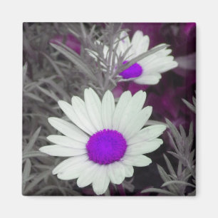 Magnet "White Daisy" (w Lila)