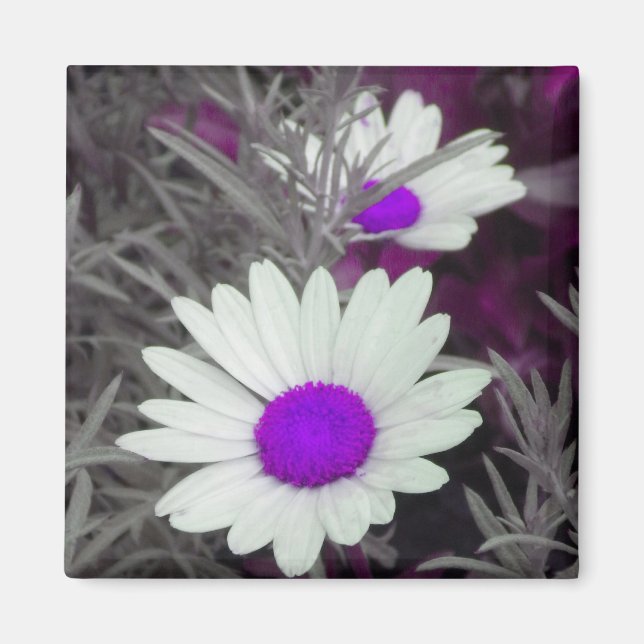 Magnet "White Daisy" (w Lila) (Vorne)