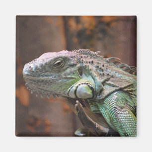Magnet with colourful Iguana lizard