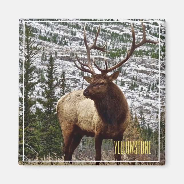 Magnet Yellowstone Elch (Vorne)
