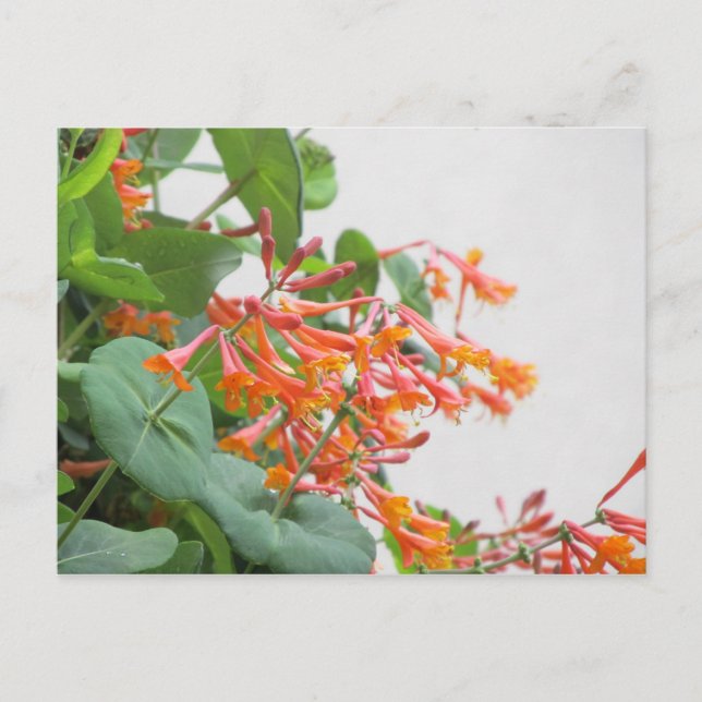 "Magnifica" Honeysuckle Postkarte (Vorderseite)