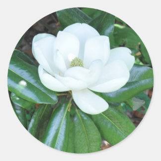 Magnificant Magnolia Runder Aufkleber