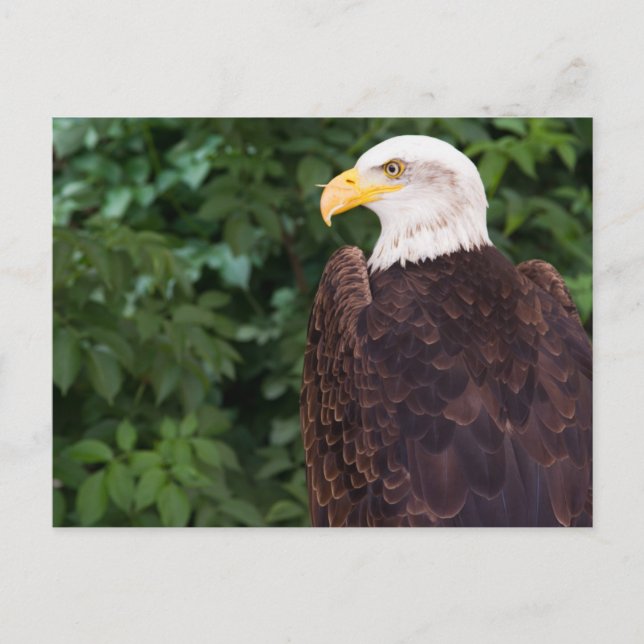 Magnificent Eagle Postcard Postkarte (Vorderseite)