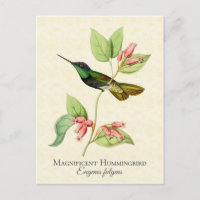 Magnificent Hummingbird Vintag Art