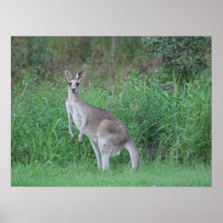 Magnificent Kangaroo Poster