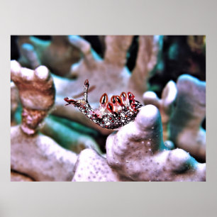 Magnificent Nudi Poster