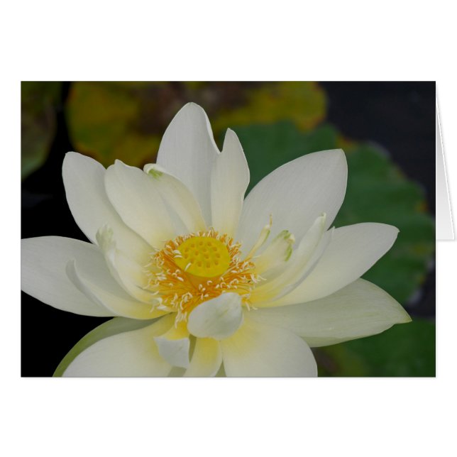 Magnificiate Lotus Greeting Card (Vorderseite (Horizontal))