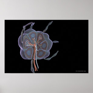 Magnified look of a lymph node poster