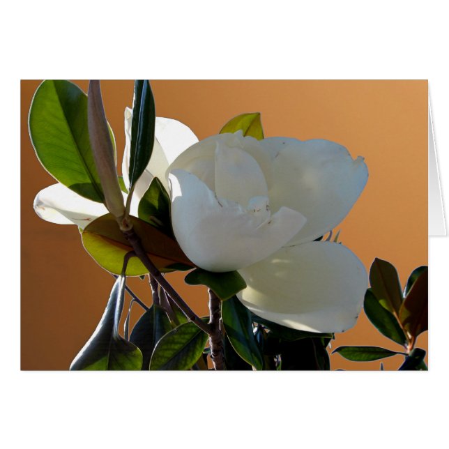 Magnolia (Vorderseite (Horizontal))