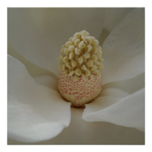 Magnolia 20" x 20",Posterpapier,Halbglanz Poster